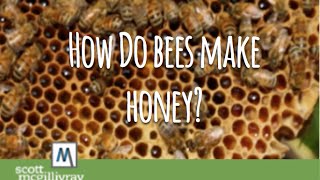 How Do Bees Make Honey [upl. by Sanferd]