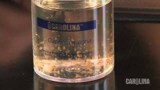 How to Care for Daphnia [upl. by Ainotahs]