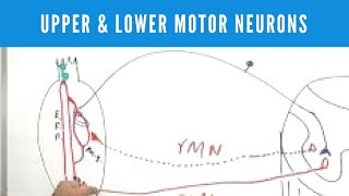 Upper and Lower Motor Neuron Lesions [upl. by Mulry]