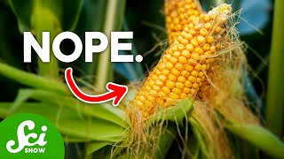 Are GMOs Actually Bad For You [upl. by Adaminah551]