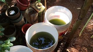 How to grow Green Water Algae [upl. by Codding133]