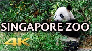 Singapore Zoo Animals Tour 4K [upl. by Llevert]