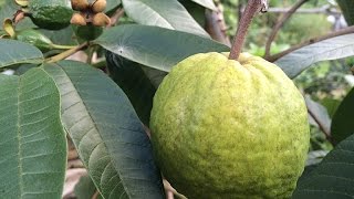 Growing Guava ‘Ruby Supreme’ in a Container [upl. by Suhsoj]