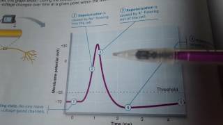 Depolarization and Repolarization [upl. by Notsehc535]