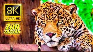 Visit to the Zoo in 8K ULTRA HD  An Amazing Zoo Trip [upl. by Dorothi492]