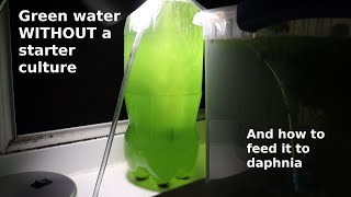 Green Water WITHOUT a Starter Culture  From Scratch  How To [upl. by Ahsal858]