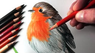 How to Draw a Robin [upl. by Irrek168]