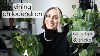 VINING PHILODENDRON CARE  Philodendron Hederaceum Tips amp Tricks [upl. by Nils]