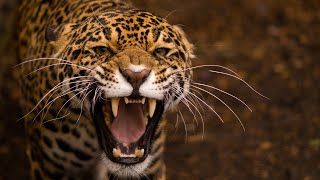 Leopard Documentary  Big Cats Wildlife HD [upl. by Euqinobe]