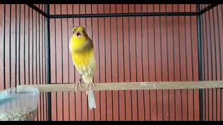 Best Canary Singing  Your canary will sing in 5 minutes [upl. by Simone949]