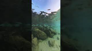 Small parrot fish at Lydgate beach park [upl. by Pearlstein]