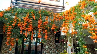 My Beautiful Orange Trumpet Vine  Flame Vine Pyrostegia venusta  Happy New Year 2021 [upl. by Nichols543]