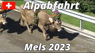 Alpabfahrt Mels 2023 [upl. by Llednohs]