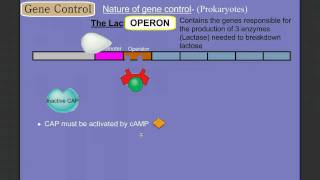 Gene Control Part 2 Prokaryotes The Operon [upl. by Eamaj]