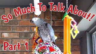 Einstein Parrot has so much to talk about Part 1 [upl. by Yanad]