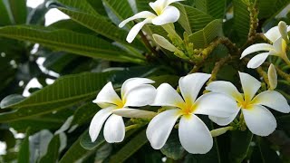 PLUMERIA CHAMPA Types Plumeria Care Tips  Plumeria Tree [upl. by Dlawso]