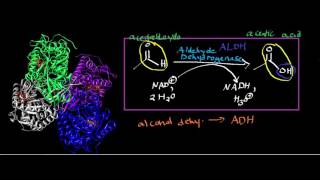 Aldehyde Dehydrogenase Physiology Biochemistry and Mechanism [upl. by Adamo70]