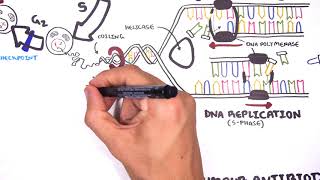 Pharmacology  Chemotherapy agents MOA Alkalating antimetabolites topoisomerase antimitotic [upl. by Wane956]