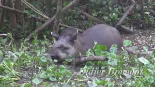 Tapir Tapirus terrestris [upl. by Ahseined]