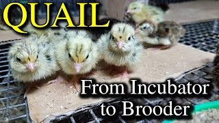 Hatching Quail Eggs amp Brooding Coturnix Chicks with Tips [upl. by Aidin424]