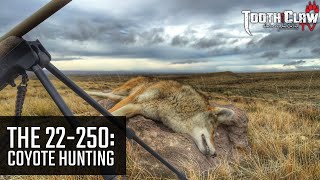 The 22250  Coyote Hunting [upl. by Loutitia]