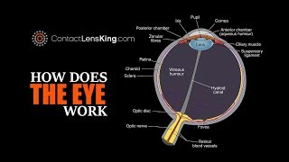 Eye Anatomy Parts of the Eye [upl. by Lunetta]