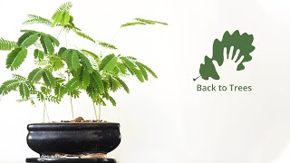 Albizia julibrissin Persian silk tree 365 days timelapse  from seed to bonsai forest [upl. by Molloy261]