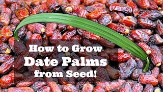 How to Grow Dates from Seed [upl. by Rie]