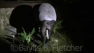 Malayan Tapir Tapirus indicus Malayisa 20150505194205m2ts [upl. by Deuno966]