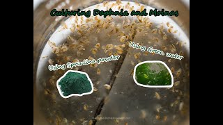 How To Culture Daphnia and Moinas using Green Water Spirulina powder [upl. by Enuahs]