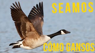 🦢🦢SEAMOS CÓMO LOS GANSOS Liderazgo de los Gansos EL VUELO DE LOS GANSOS Trabajo en Equipo [upl. by Kent]