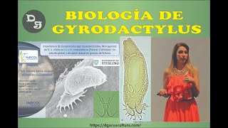 Biología de Gyrodactylus [upl. by Ikim915]