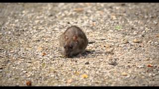 Brown Rat Common Rat or Street Rat Rattus norvegicus  Wanderratte [upl. by Frick]