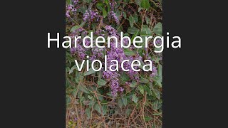 Hardenbergia violacea [upl. by Pascia]