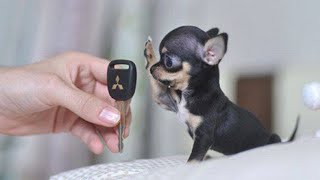 10 SMALLEST DOG BREEDS In The World [upl. by Jenni752]