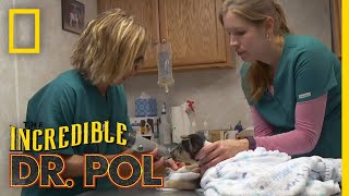 Whats Moo with Ewe Full Episode  The Incredible Dr Pol [upl. by Anoirb]