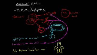 Immunology  Antimicrobial Peptides [upl. by Kronfeld788]