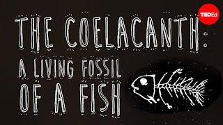 The coelacanth A living fossil of a fish  Erin Eastwood [upl. by Asile]