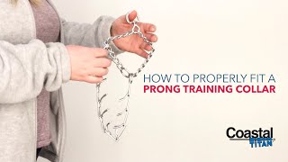 How to Get the Proper Fit Titan Prong Collar [upl. by Hort]