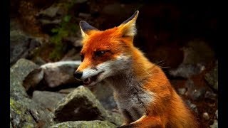 The Secret Life of Fox  Wildlife Wars Nat Geo [upl. by Mirabella]