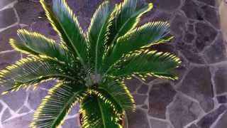 The golden sago palm Cycas revoluta v aurea [upl. by Etiragram]