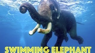 Swimming Elephant by Real Freedom Productions [upl. by Aitra173]