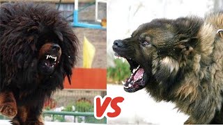 Tibetan Mastiff VS Caucasian Shepherd Who Is KING 👑 [upl. by Jocko]