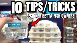 10 TIPS For BEGINNER BETTA FISH OWNERS [upl. by Ellehsal]