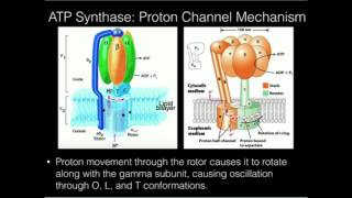 ATP Synthase Protonpowered Rotation [upl. by Rieth681]