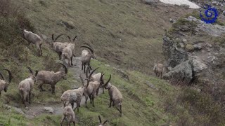 Suivi du bouquetin des Alpes dans le Parc national de la Vanoise [upl. by Artemas]