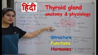 Thyroid gland anatomy amp physiology in Hindi  functions  structure  hormones  parathyroid [upl. by Hermie707]