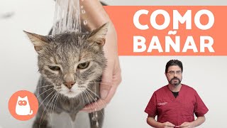 ¿Cómo bañar a un gato cachorro  ¡CONSEJOS VETERINARIOS [upl. by Philipson]