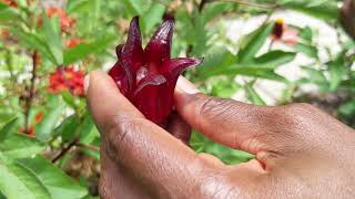 Lets Talk Gardening Growing Sorrel  Episode 16 [upl. by Joice159]