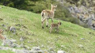 Scènes de vie printanière chez les bouquetins du Parc national des Pyrénées [upl. by Akeim]